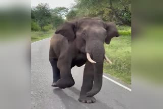 elephant