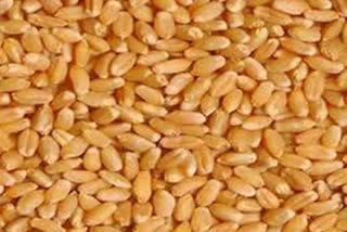 Sharbati wheat of Madhya Pradesh