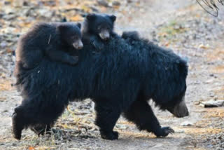 Panna Tiger Reserve female bear seen crossing road