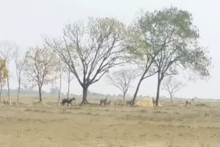 Preparation to control Nilgai in Jharkhand