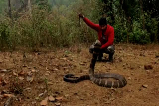 Shivamogga King Cobra sitting on a tree  ശിവമോഗയില്‍ ഗ്രാമത്തില്‍ നിന്നും രാജവെമ്പാലയെ പിടികൂടി  രാജവെമ്പാലയെ പിടികൂടുന്നു