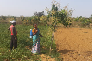 Women farmer of Hazaribag made barren land fertile