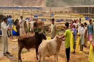 Cattle Smuggling in Assam
