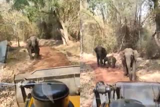 Torture wild elephants through JCB by some people video viral  disturbing wild elephants through JCB in Bhadra Reserved Sanctuary Tanigebailu  Chikmagalur disturbing wild elephants with JCB  കാട്ടാനകളെ ജെസിബി ഉപയോഗിച്ച് തുരത്താൻ ശ്രമം  കാട്ടാനകൾക്ക് നേരെ ജെസിബി  കാട്ടാനകളെ ജെസിബി ഉപയോഗിച്ച് ശല്യപ്പെടുത്താൻ ശ്രമം  violence against wild animals  വന്യമൃഗങ്ങൾക്കെതിരായ അക്രമം  വന്യമൃഗങ്ങൾക്കെതിരായ അതിക്രമം  തനിഗെബൈലു ഭദ്ര വന്യജീവി സങ്കേതം കാട്ടാന  ചിക്കമംഗളൂരു കാട്ടാന വാർത്ത