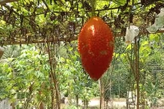 Gac fruit Cultivation