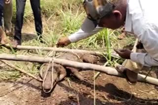 Crocodile in well