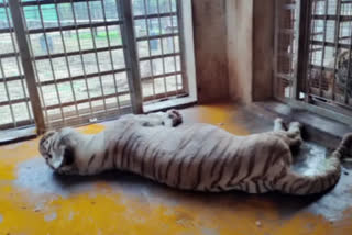 Female White tiger dies at Vandalur zoo in Tamil Nadu