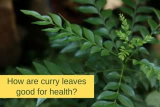 Curry Leaves: ରକ୍ତର ପରିମାଣ ବଢାଏ, ହ୍ରାସ କରେ ଓଜନ