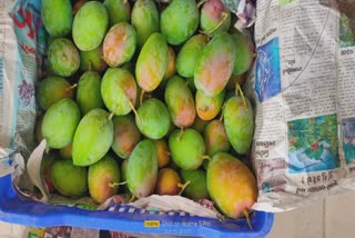 Mango In Porbandar: પોરબંદરમાં કેરીનું આગમન, ગીરની કેસર કેરી માટે લોકોએ જોવી પડશે રાહ