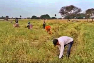 Farmers who live in Rajasthan, till in Madhya Pradesh caught up in border blame game