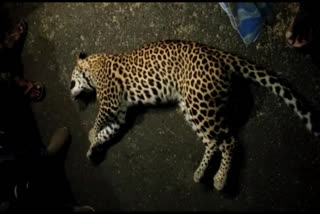 leopard died