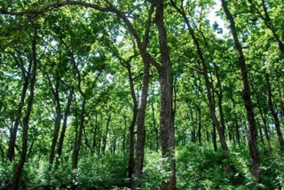 Forests help planet much more than previously thought says Study  Forests help planet much more than previously thought  ഭൂമിയെ നിലനിർത്തുന്നതിൽ വനങ്ങളുടെ പങ്ക് ഏറെ  ഭൂമിക്കുവേണ്ടിയുള്ള വനങ്ങളുടെ പ്രവർത്തനം  Forests help planet to exist  വനം ഭൂമിയുടെ നിലനിൽപ്പിന് അഭിവാജ്യഘടകം  മരം കാർബൺ ആഗിരണം ചെയ്യുന്ന എന്‍റിറ്റികൾ  trees carbon absorbing entities