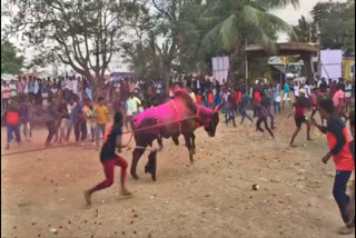 bull fighting competition  coimbatore temple festival  bull fighting competition in coimbatore  temple festival  எருது விரட்டு நிகழ்ச்சி  கோயம்புத்தூர் கோயில் திருவிழா  கோயில் திருவிழாவில் எருது விரட்டு நிகழ்ச்சி