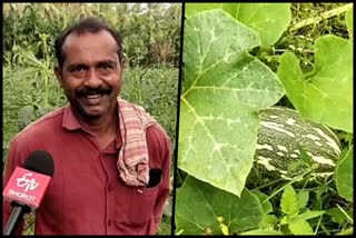 Organic Vegetable Farming