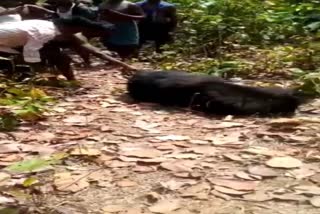 injured bear enter the village in karanjia