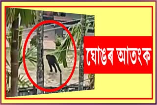 Black panther menace at Mangaldoi