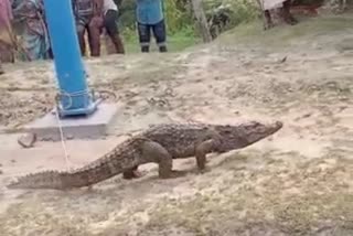 Crocodile Rescue In Gangasagar