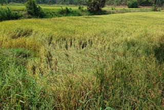 heavy rain at palakkad palakkad farmers story farmers in misery palakkad Kerala heavy rain കേരളത്തില്‍ വേനല്‍ മഴ പാലക്കാട്‌ മഴ നെല്‍ കര്‍ഷകര്‍ ദുരിതത്തില്‍ പാലക്കാട്‌ വാര്‍ത്തകള്‍ palakkad latest news