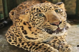Leopard Creates Panic in Pinjran, Pulwama: ضلع پلوامہ کے پنجرن علاقے میں تیندوا نمودار