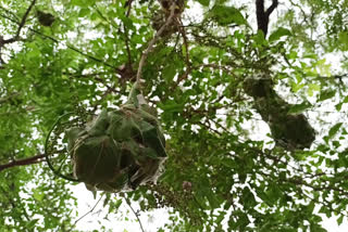 Ant Nests