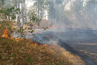 Burning Lohardaga forest