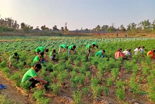 story on Ramanayudu Vignana Jyothi Rural Development Corporation in medak district