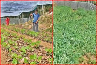 Ajay doing natural farming in Mandi