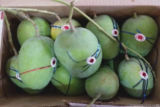 mango income in Junagad: જૂનાગઢ માર્કેટ યાર્ડમાં કેરીનું આગમન 10 કિલો બોક્સના 1700 રૂપિયા બજાર ભાવ