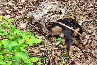 python-trying-to-swallow-a-goat-in- Bihar