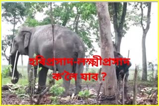 trained-elephants-from-kaziranga-trapped-in-majuli