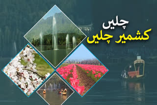 spring-blossom-in-kashmir-record-number-of-tourists-expected-this-year Says director tourism