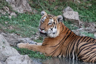Tiger Reserves lose forest cover, activists concerned