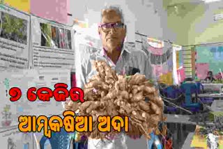 ଫଳିଛି ୭ କେଜିର ଆମ୍ବକଷିଆ ଅଦା, ବ୍ୟବହାର ହୋଇନି ରାସାୟନିକ ସାର ଓ କୀଟନାସକ