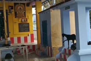 Arulmigu Angala Parameswari Amman Temple is located in Thoppu Street of Kalakkad in the Tirunelveli district. A goat that comes to this Temple every day rings the temple bell for at least 10 minutes a day without fail, surprising the locals and devotees alike.