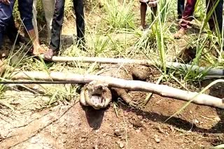 Crocodile rescued from the well