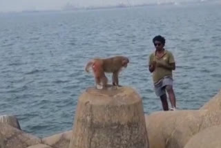 monkey on the  sea