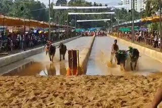 Kambala