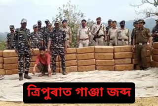 Cannabis seized in Tripura