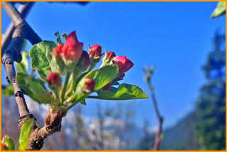 CLIMATE CHANGE IN KINNAUR