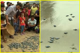 Baby Turtles released into sea at vishakapatnam