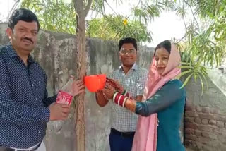 Bride And Groom Planted Saplings In Bhiwani