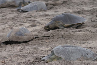 olive ridley sea turtles