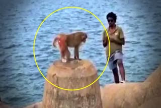 kakinada-monkey-in-middle-of-sea