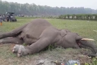 A Elephant Die in Suspicious Way in Rajganj