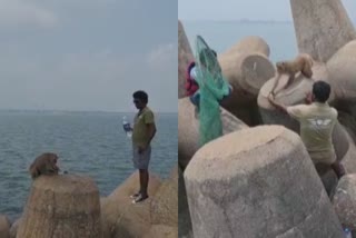 monkey trapped in the middle of sea for months rescued  monkey trapped in breakwater  കുരങ്ങൻ നടുക്കടലിൽ കുടുങ്ങി  കുരങ്ങൻ പുലിമുട്ടിൽ കുടുങ്ങി  കടലിൽ കുടുങ്ങിയ കുരങ്ങനെ രക്ഷപ്പെടുത്തി