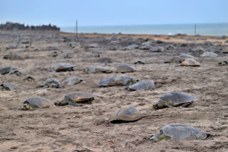 Record number of Olive Ridley sea turtles come ashore for mass nesting