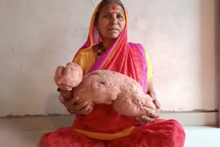 Farmer yields one sweet potato of seven kgs in Maharashtra  Lady farmer says its a miracle of sorts  ഭീമൻ മധുരക്കിഴങ്ങ്  മധുരക്കിഴങ്ങ് കൃഷി