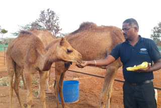 Local starts Camel milk farm to boost immunity in Tamil Nadu
