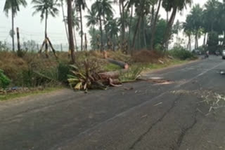 Coconut tree fell down causes for death