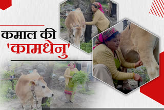 rameshwari-devi-has-a-cow-that-has-been-giving-milk-for-17-years